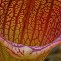 Peering into a pitcher.