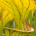 Sarracenia oreophila