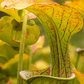 Sarracenia oreophila