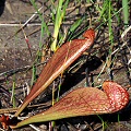 Sarracenia psittacina