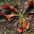 Sarracenia psittacina