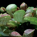 Sarracenia psittacina