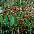 Sarracenia psittacina