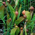 Producing vertical pitchers in the Okefenokee Swamp.