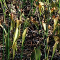 Sarracenia psittacina