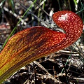 A pitcher.