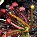 Sarracenia psittacina