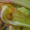 Sarracenia psittacina