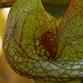 Sarracenia psittacina