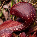 Sarracenia psittacina