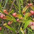 Plants in a grassy wetland.