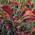 Plants in a grassy wetland.