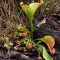 Plants in a grassy wetland.