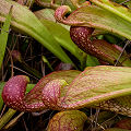 Plants in a grassy wetland.