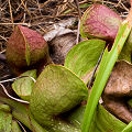 Sarracenia psittacina