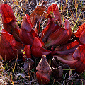 Sarracenia purpurea