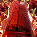 Amazing red plants in a sphagnum bog.