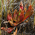 Plants growing in a rich, calcareous fen.