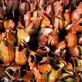 Sarracenia purpurea