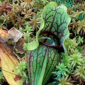 Sarracenia purpurea