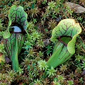 Beautifully veined plants.