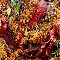 Nice plants in a bog.