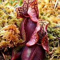 Nice plants in a bog.