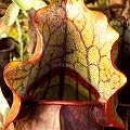 Marvelously colored bog plants.