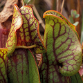 Plants growing in a rich, calcareous fen.