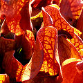 Backlit plants from one of my favorite sites.