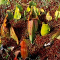 A variety of plants.