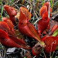 A great site with very red plants.