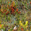 A variety of plants