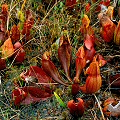 Deeply colored plants.