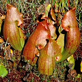 Pale plants.