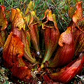 Sarracenia purpurea