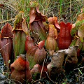 Deeply colored plants.