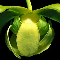 Yellow-green flower.