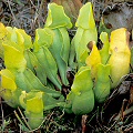 Sarracenia purpurea