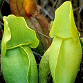 Sarracenia purpurea