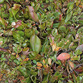 A mass of very pale plants.