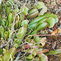 Exceedingly pale plants.