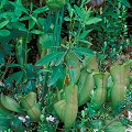 Sarracenia purpurea