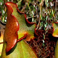 Orange-blushed plants.