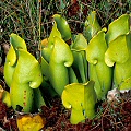 Although this plant looks like f. heterophylla, it has red pigmentation in the rhizome.