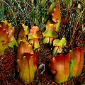 Orange-blushed plants.