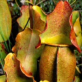 Orange-blushed plants.