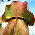 Sarracenia purpurea