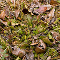 Sarracenia purpurea