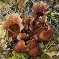 Sarracenia purpurea